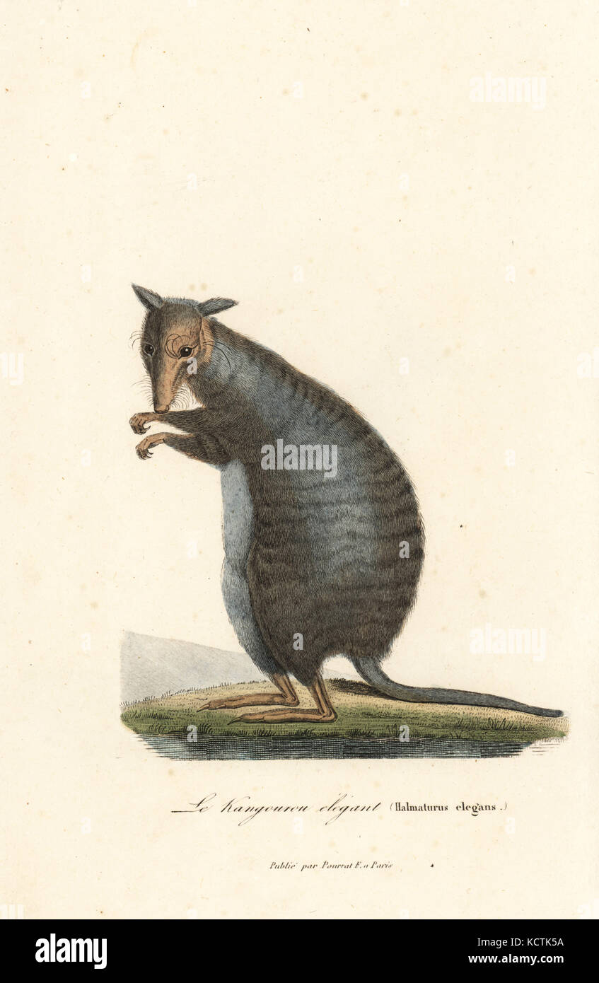 Nastrare lepre-wallaby o munning, Lagostrophus fasciatus (pericolo). Halmaturus elegans. Handcolored incisione su rame dal rene Primevere della lezione completa de Buffon, Pourrat Freres, Parigi, 1838. Foto Stock