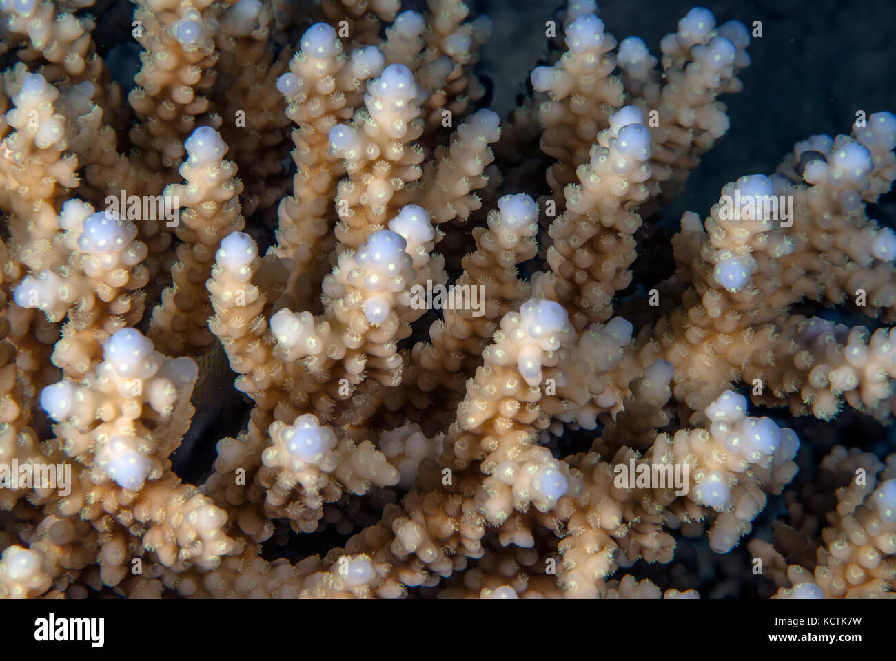 Acropora digitifera, Acroporidae, Sharm el Sheikh, Mar Rosso, Egitto Foto Stock