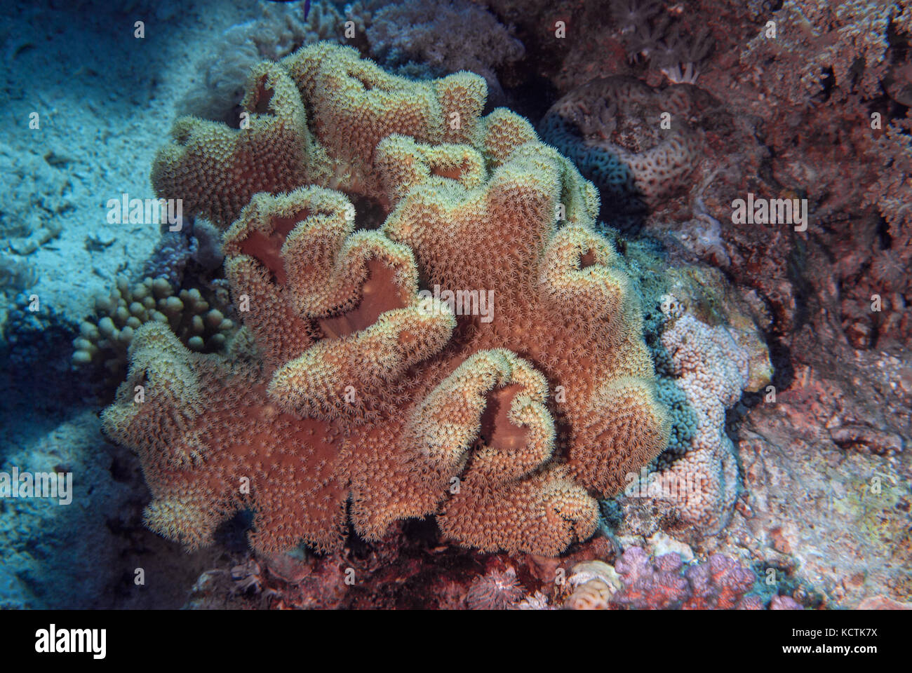 Sarcophyton ehrembergi, Alcyoniidae, pelle di corallo, Sharm el Sheikh, Mar Rosso, Egitto Foto Stock