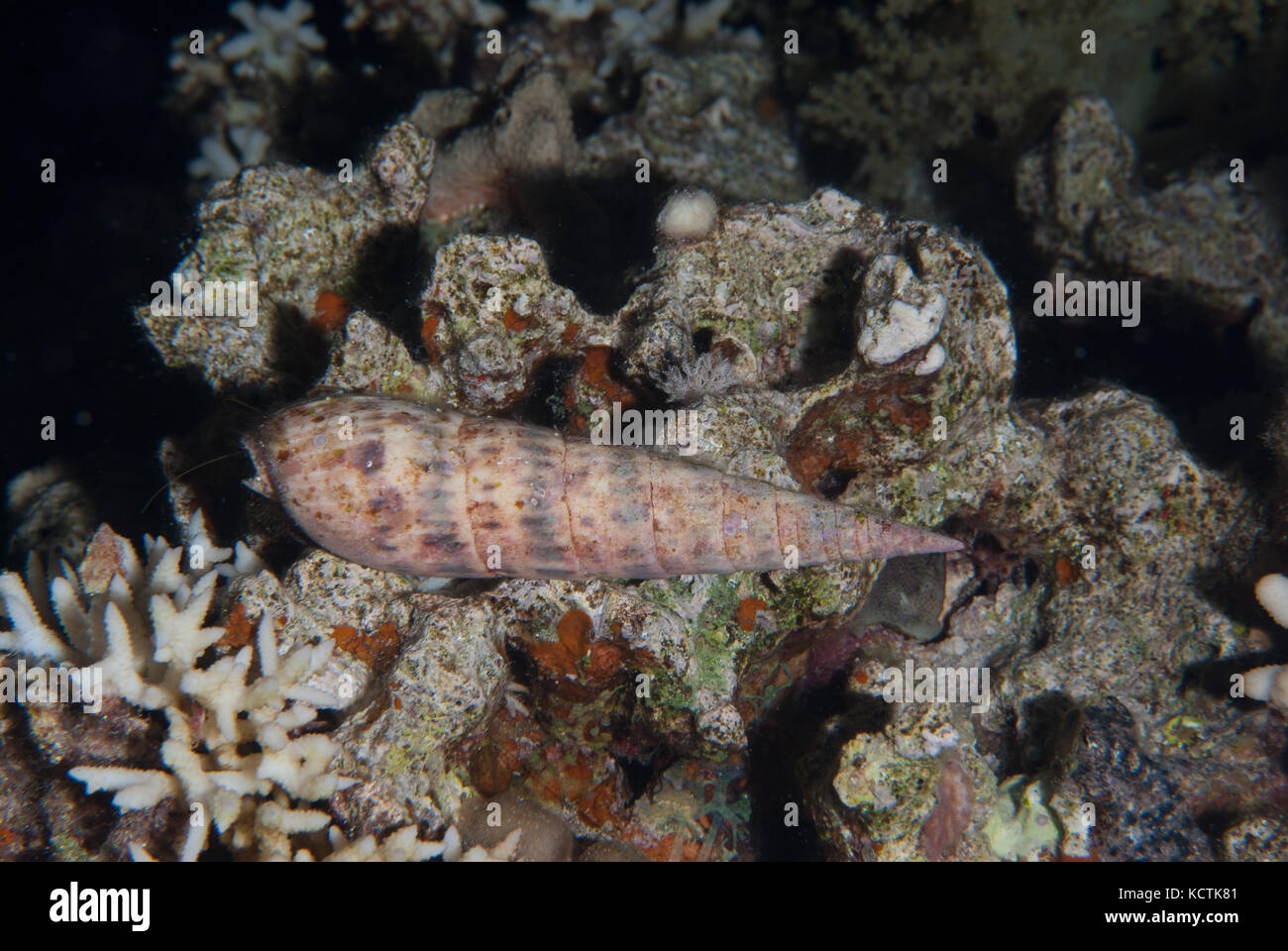 Marlinspike coclea, Terebra maculata, Terebridae, Sharm el-Sheikh, Mar Rosso, Egitto Foto Stock