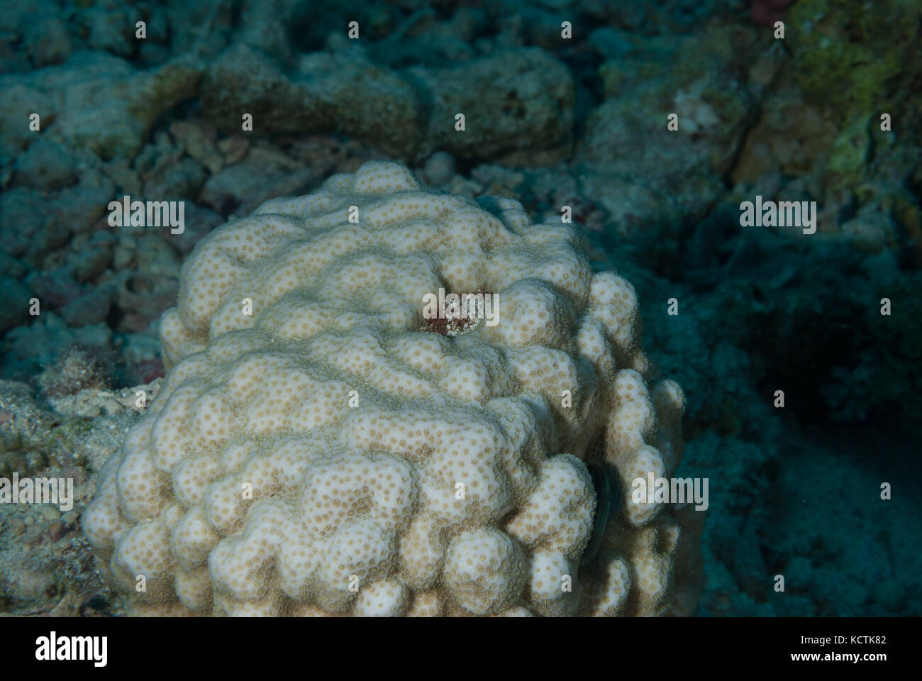 Boulder Corallo, Porites sp., Poritidae, Sharm el-Sheikh, Mar Rosso, Egitto Foto Stock