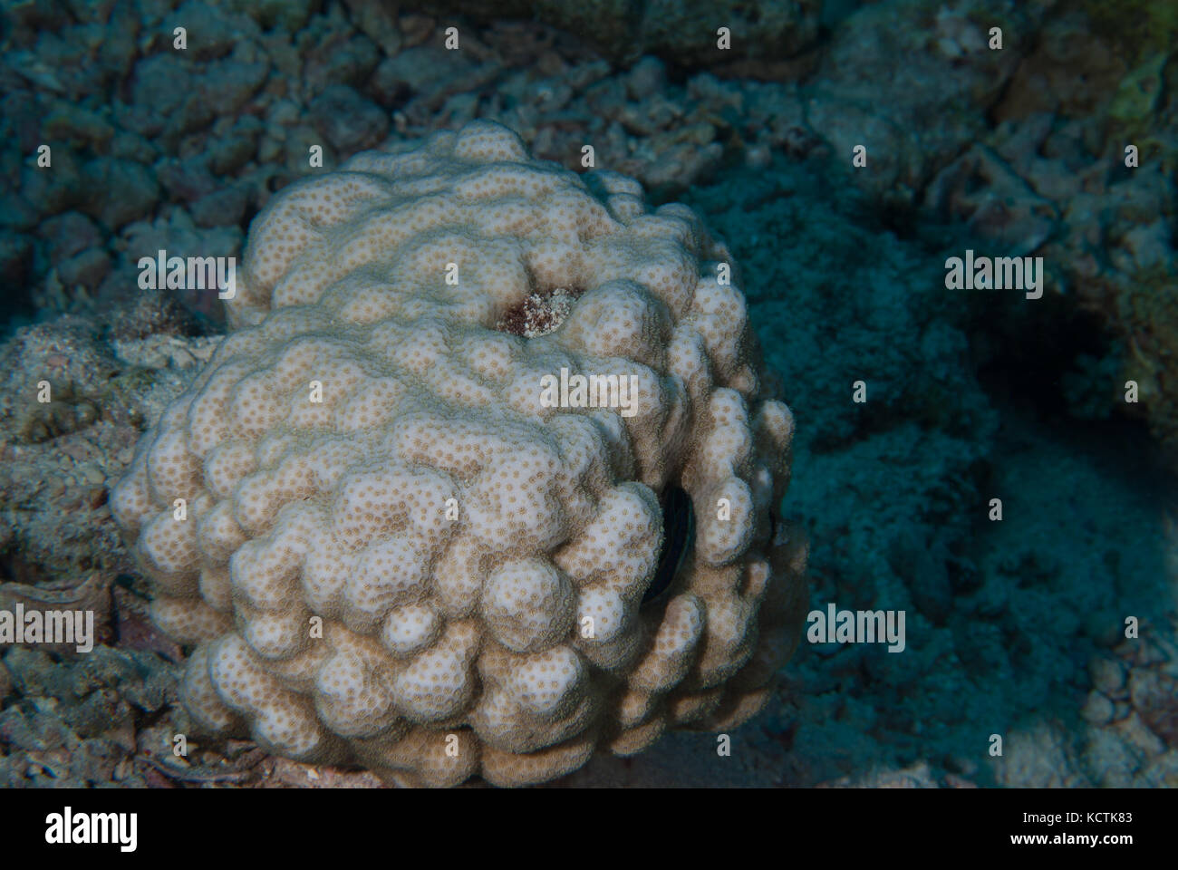 Boulder Corallo, Porites sp., Poritidae, Sharm el Sheikh, Mar Rosso, Egitto Foto Stock
