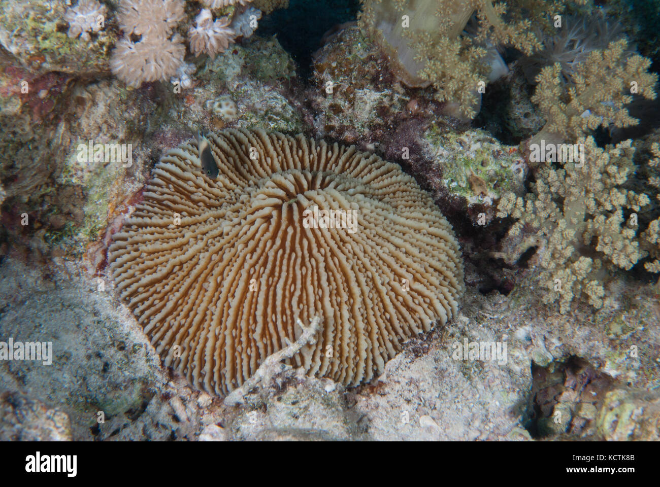 Corallo a fungo, Fungia scruposa, Fungidae, Sharm el-Sheikh, Mar Rosso, Egitto Foto Stock