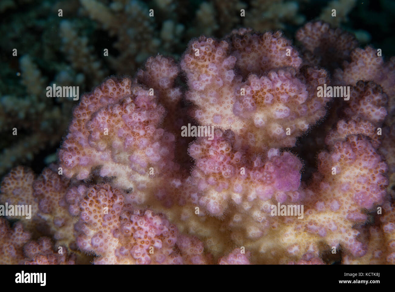 Il cavolfiore, Coral Pocillopora damicornis, Pocilloporidae, a Sharm el-Sheik, in Egitto, Mar Rosso Foto Stock