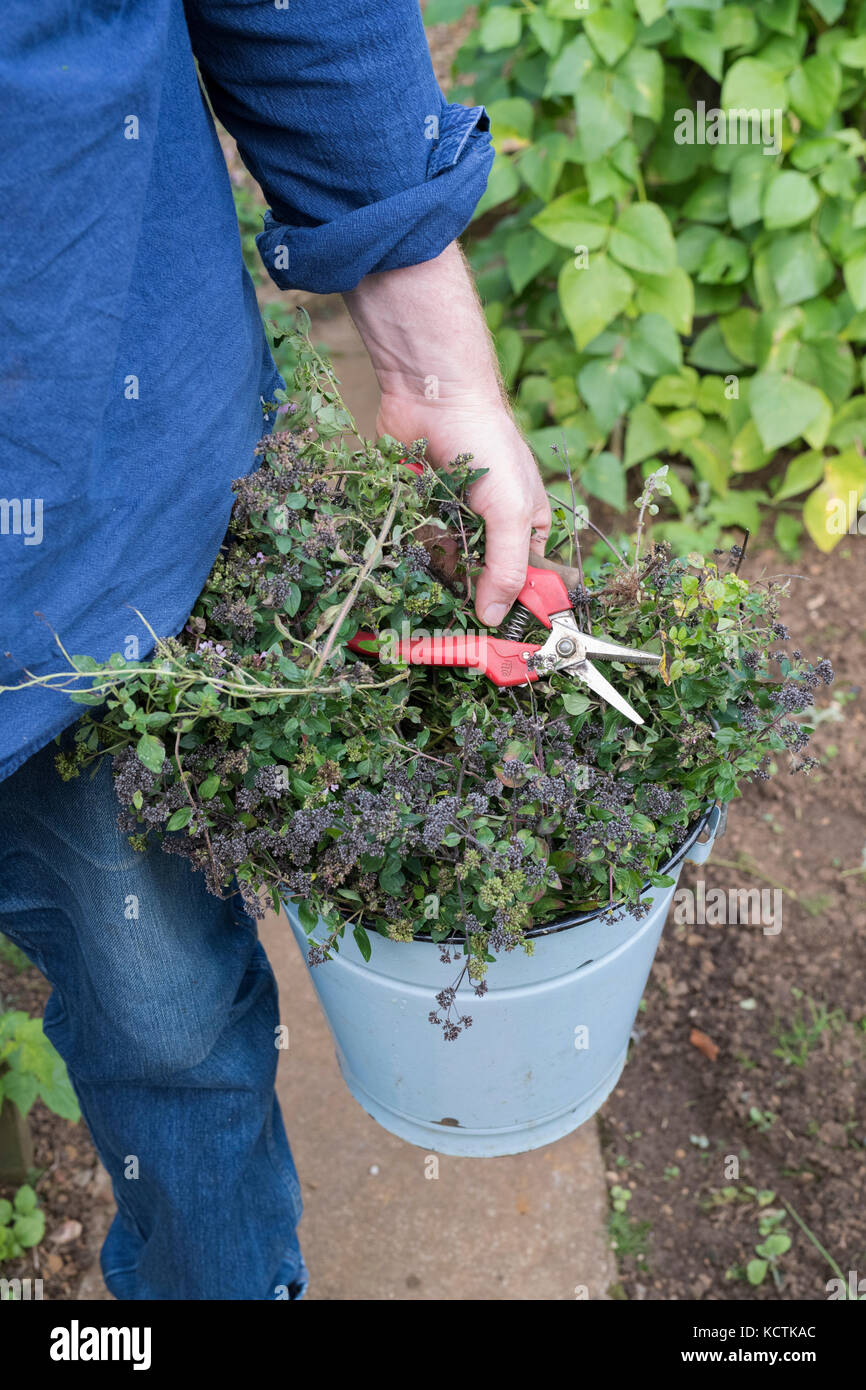 Origanum vulgare. Giardiniere con un secchio di cut back origano piante in un giardino inglese. Regno Unito Foto Stock