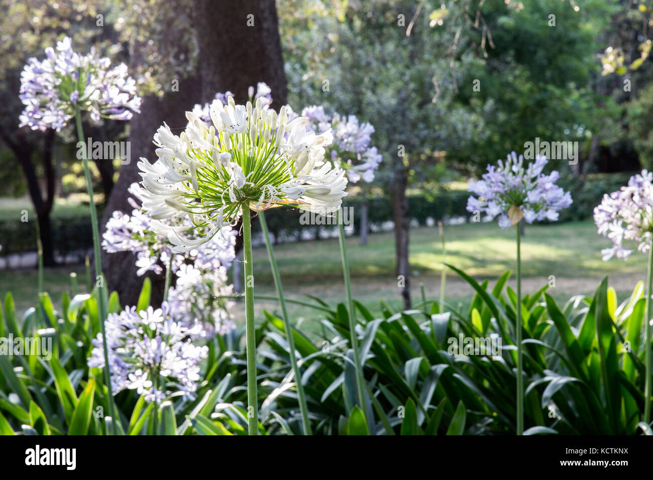 luce solare sull'agapanthus africanus nel Parco del retiro. Madrid, Spagna Foto Stock