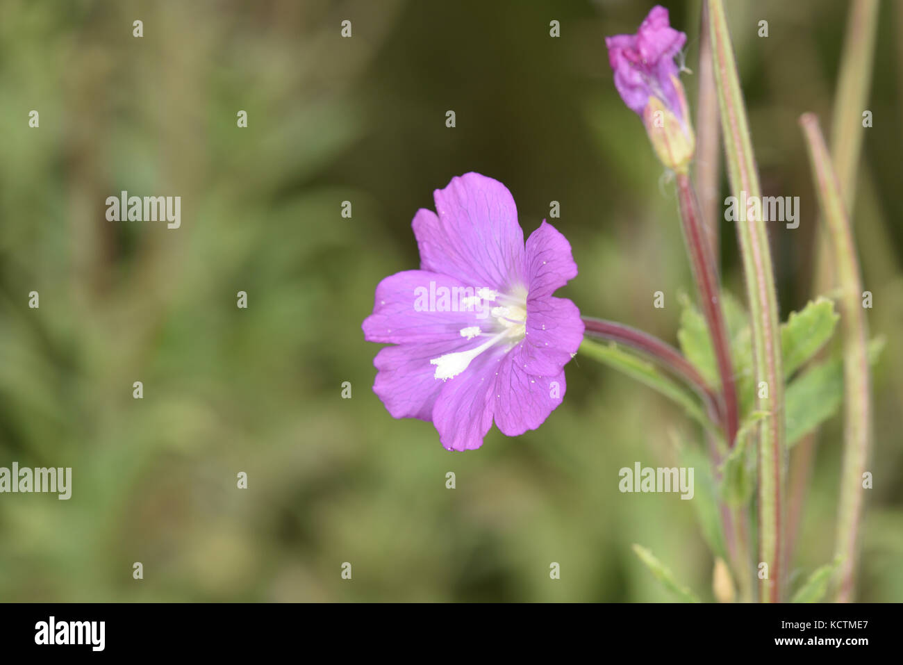 Grande willowherb - Epilobium hirsutum Foto Stock
