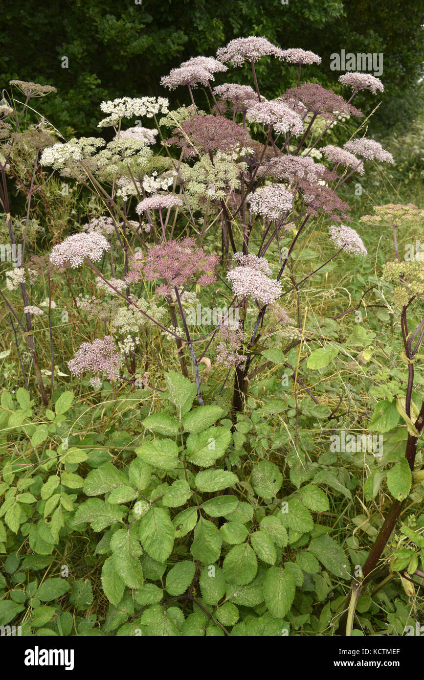 Wild angelica - angelica sylvestris Foto Stock