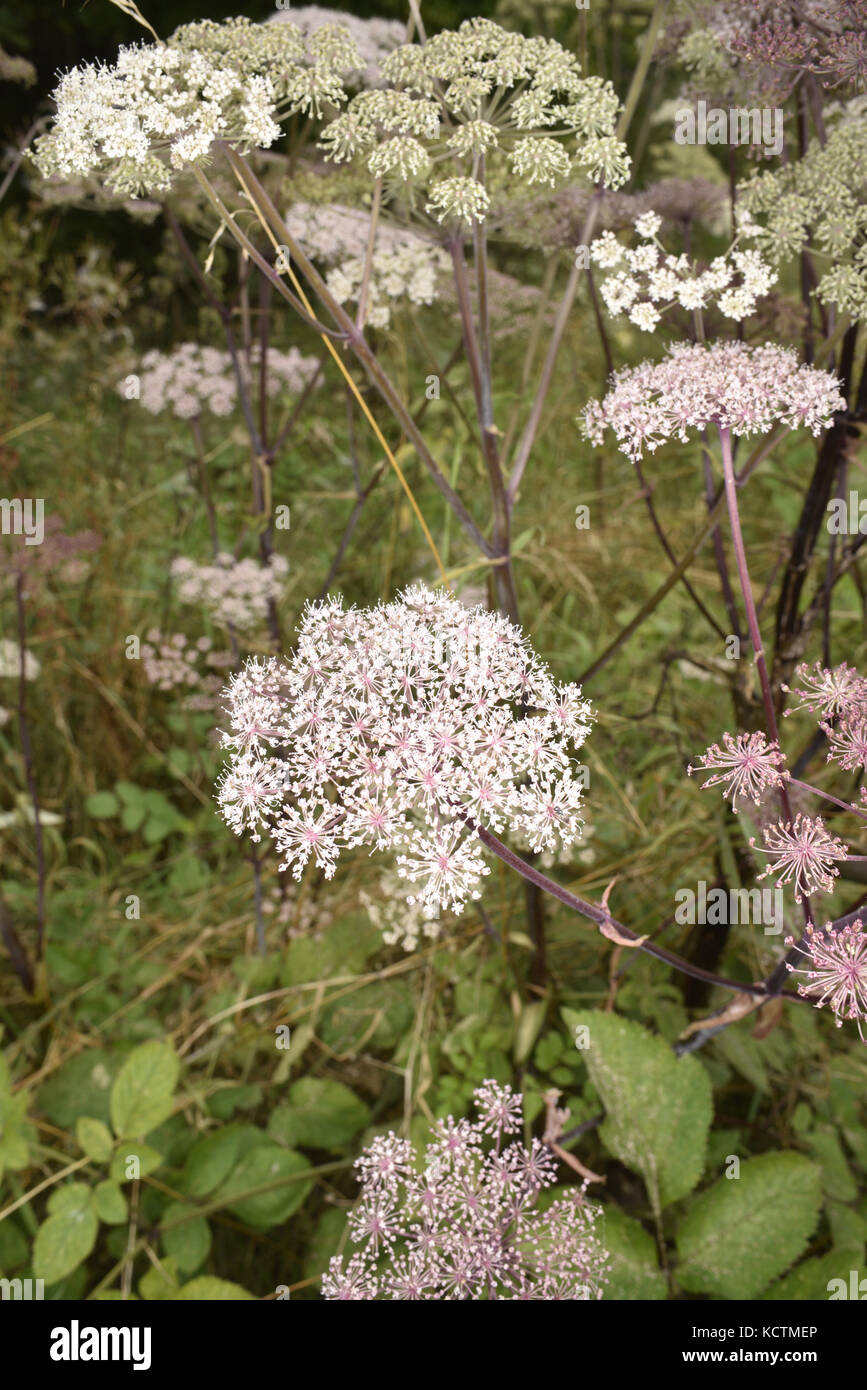 Wild angelica - angelica sylvestris Foto Stock
