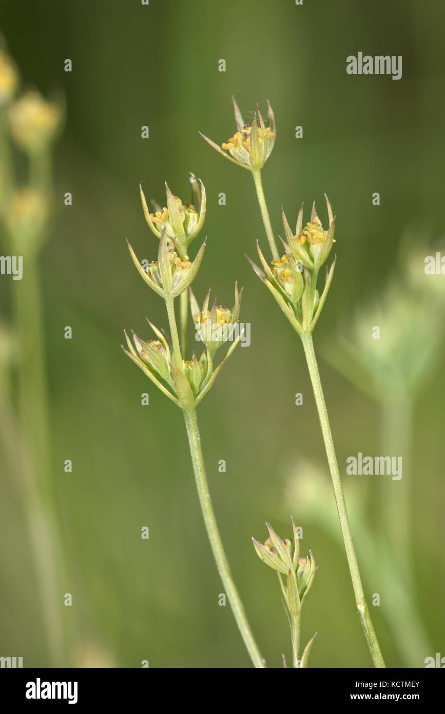 Snello Hare's-orecchio - bupleurum tenuissimum Foto Stock