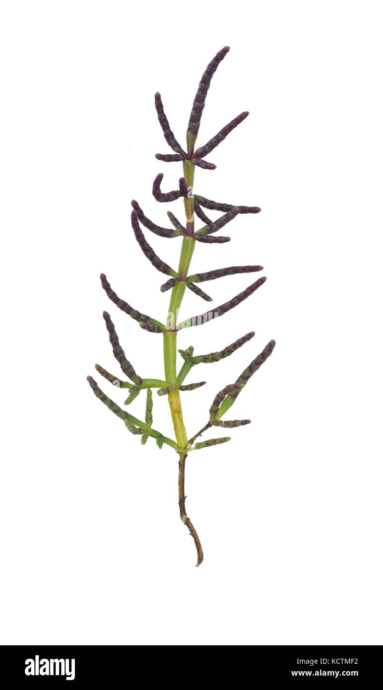 Salicornie perenni - salicornia europaea Foto Stock