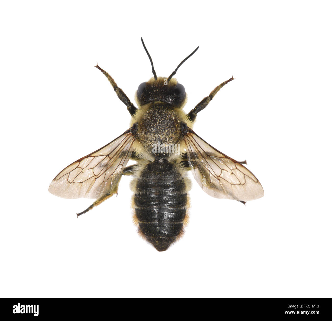 Foglia-cutter bee - megachile centucularis Foto Stock