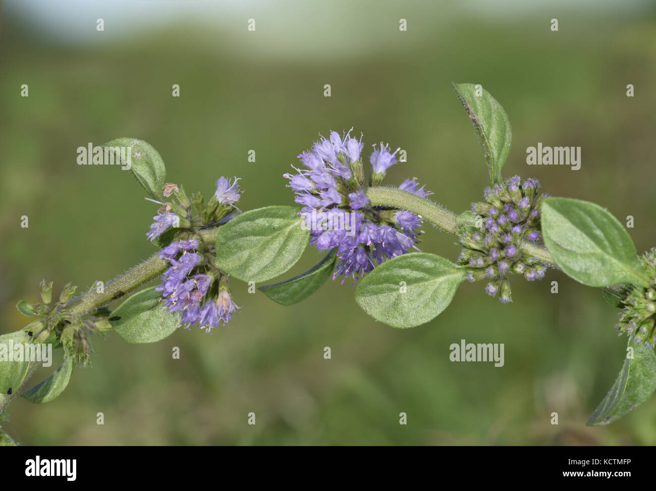 Mentuccia - Mentha pulegium Foto Stock
