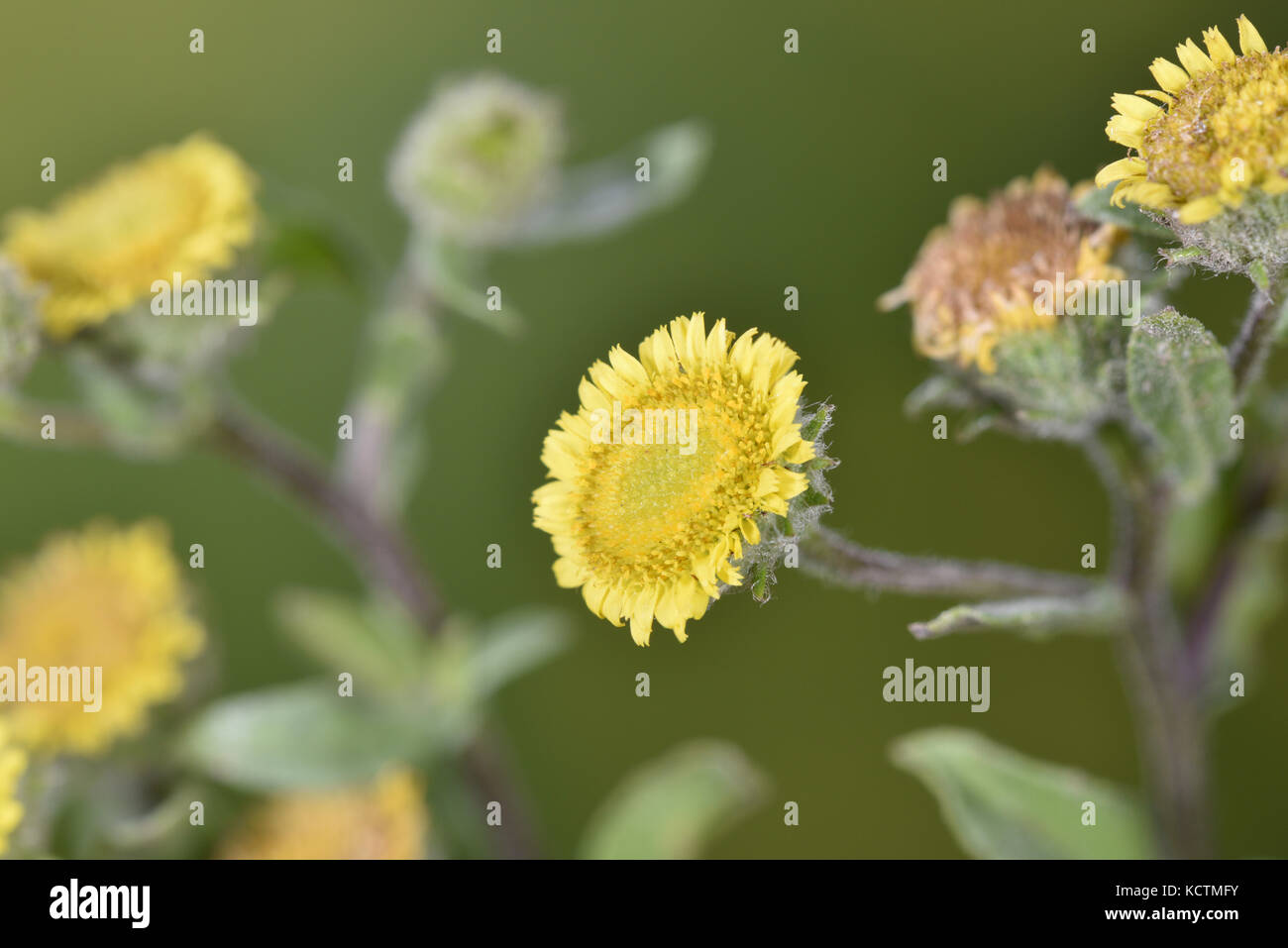 Piccolo - fleabane pulicaria vulgaris Foto Stock