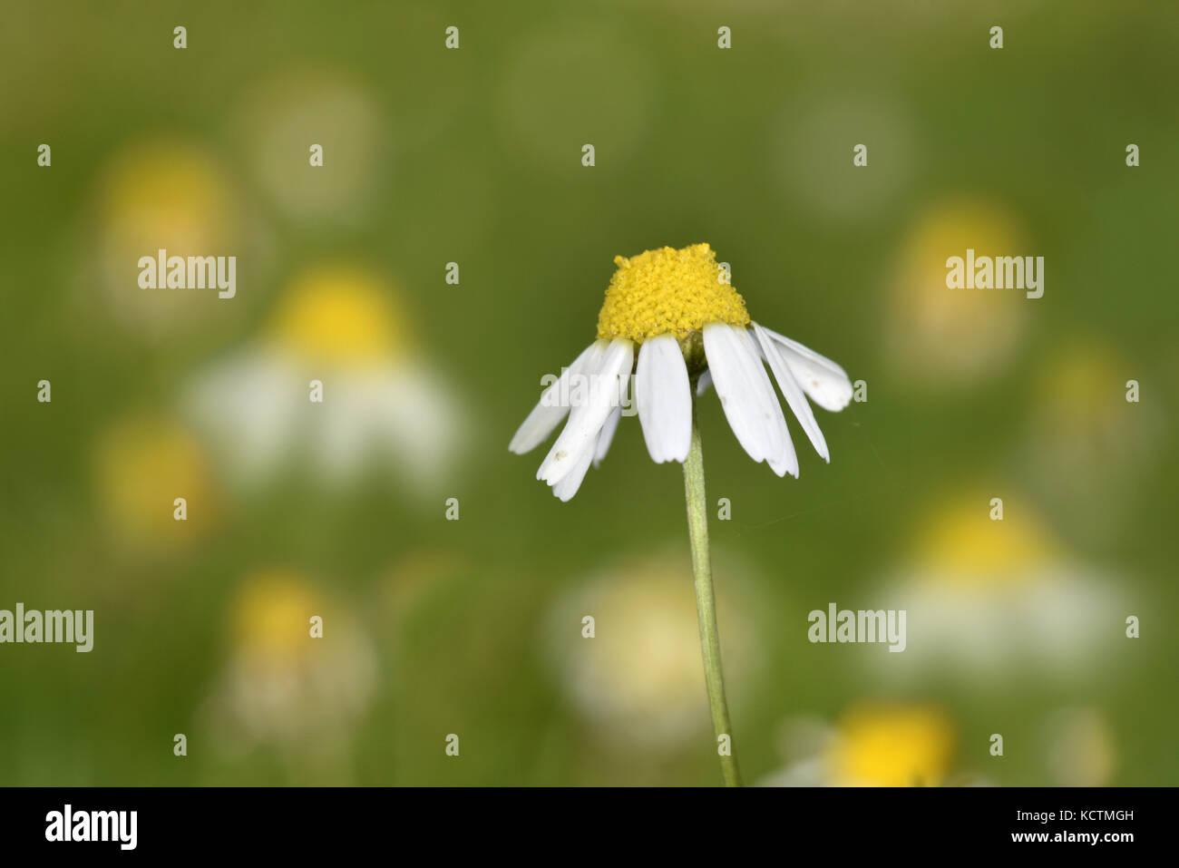 Camomilla - chamaemelum nobile Foto Stock