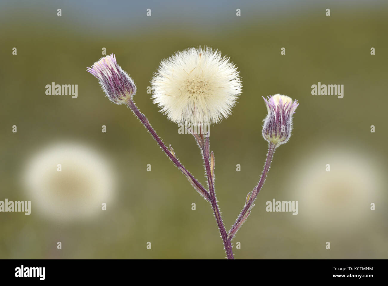 Blu - fleabane erigeron acer Foto Stock