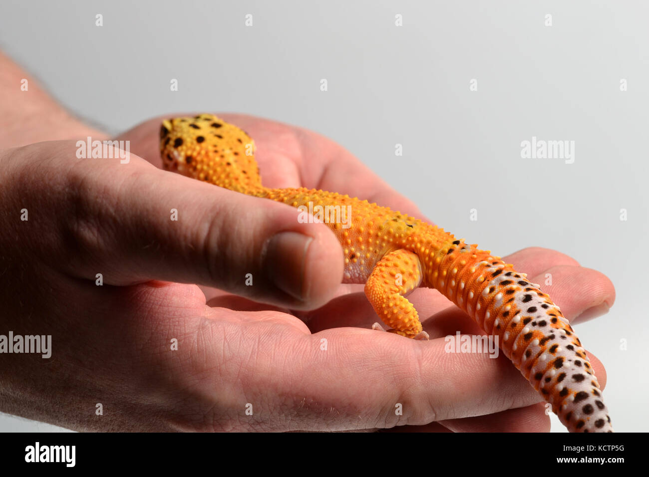 Un Leopard Gecko (Eublepharis macularius) essendo trattenuto in uno studio con uno sfondo bianco. Foto Stock