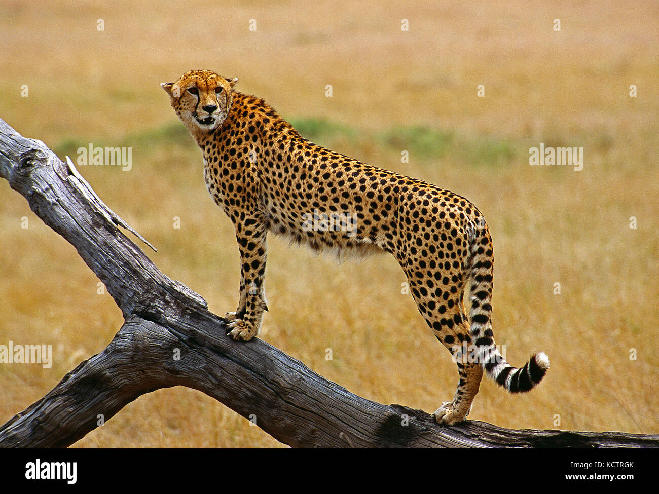 L'Africa. Kenya. Il Masai Mara riserva nazionale. La fauna selvatica. Cheetah. Foto Stock