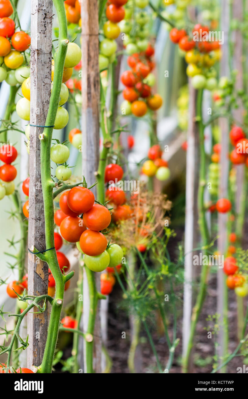 La serra con i pomodori di maturazione. rosso e i pomodori verdi. Foto Stock