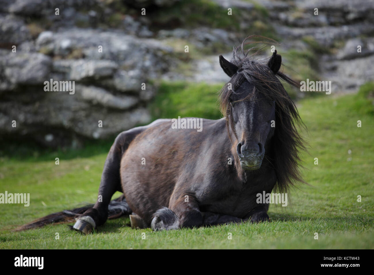 Cavallo marrone / pony giacente sul prato davanti a tor nel parco nazionale di Dartmoor, Regno Unito Foto Stock