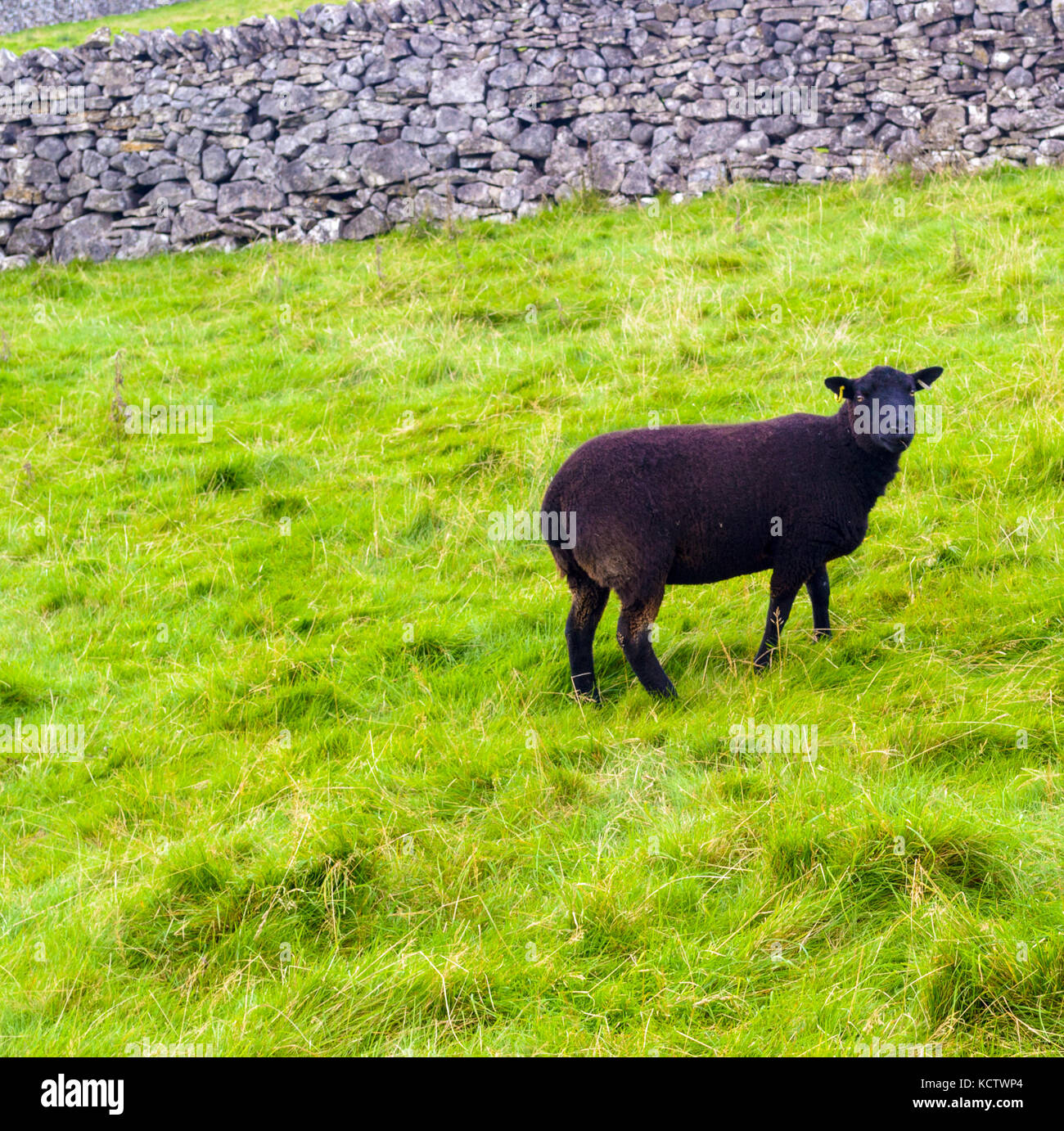 Pecora nera nel North Yorkshire Moors nel Regno Unito Foto Stock