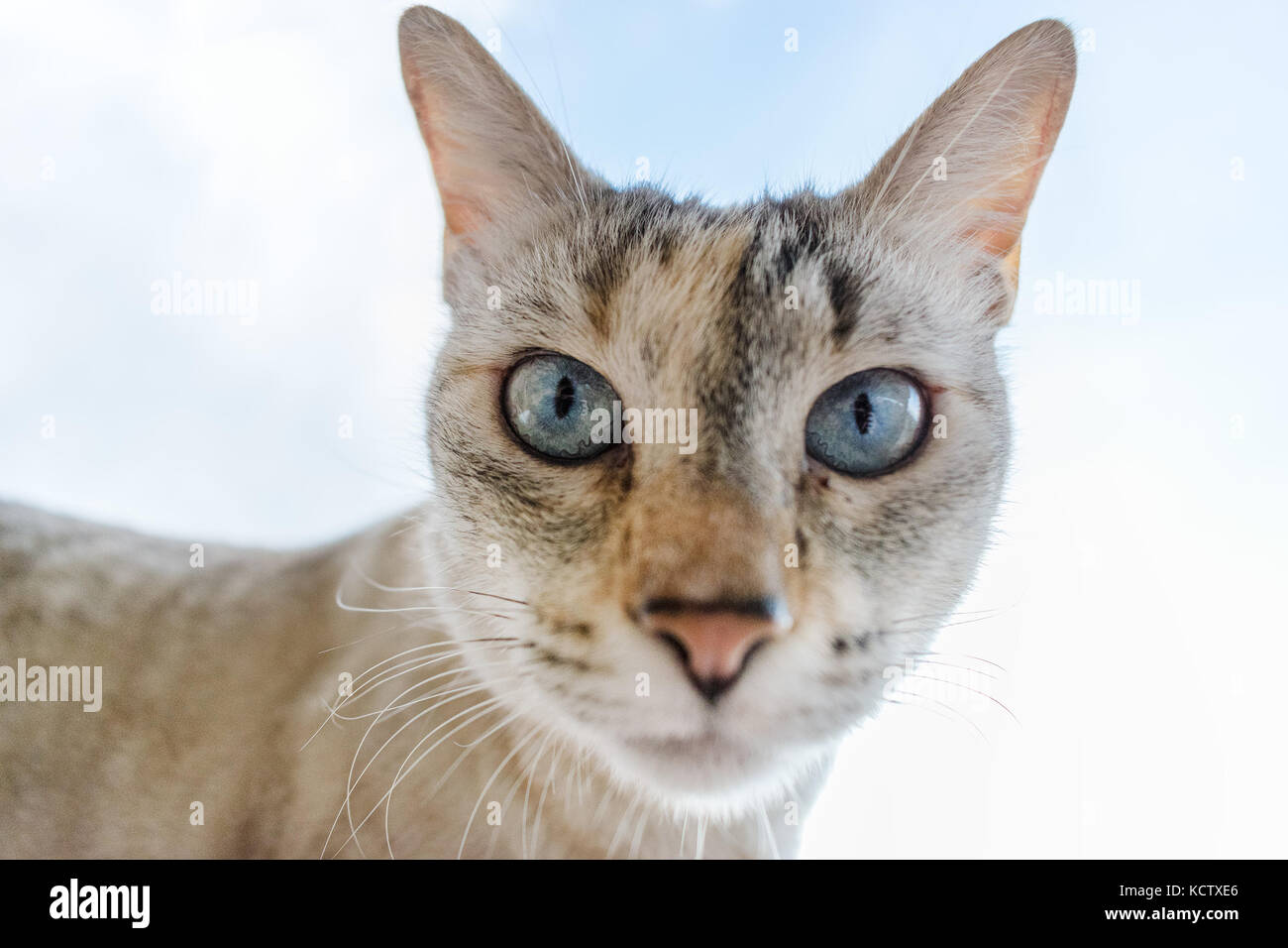 Cat viso, il naso e gli occhi closeup, soft focus e profondità di campo ridotta, retroilluminato dal cielo blu Foto Stock