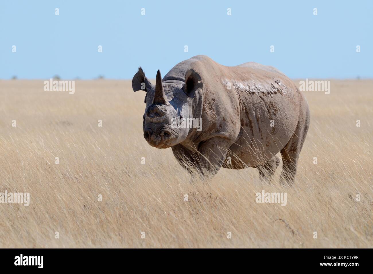 Rinoceronte nero (Diceros simum) con un singolo avvisatore acustico e strappate le orecchie, passeggiate in erba secca, il Parco Nazionale di Etosha, Namibia, Africa Foto Stock