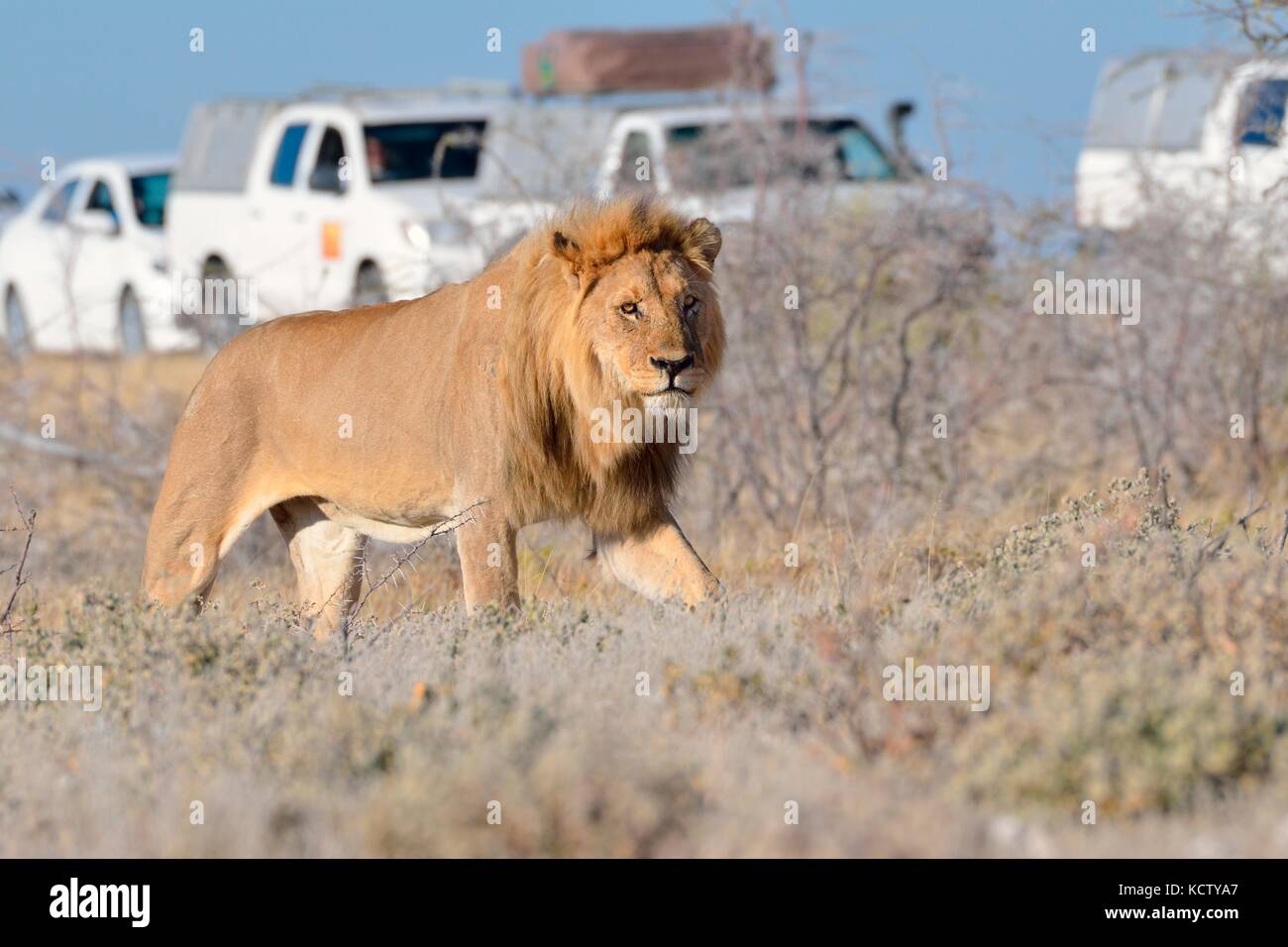 Leone africano (Panthera leo), maschio adulto a piedi, veicoli turistici dietro, il Parco Nazionale di Etosha, Namibia, Africa Foto Stock