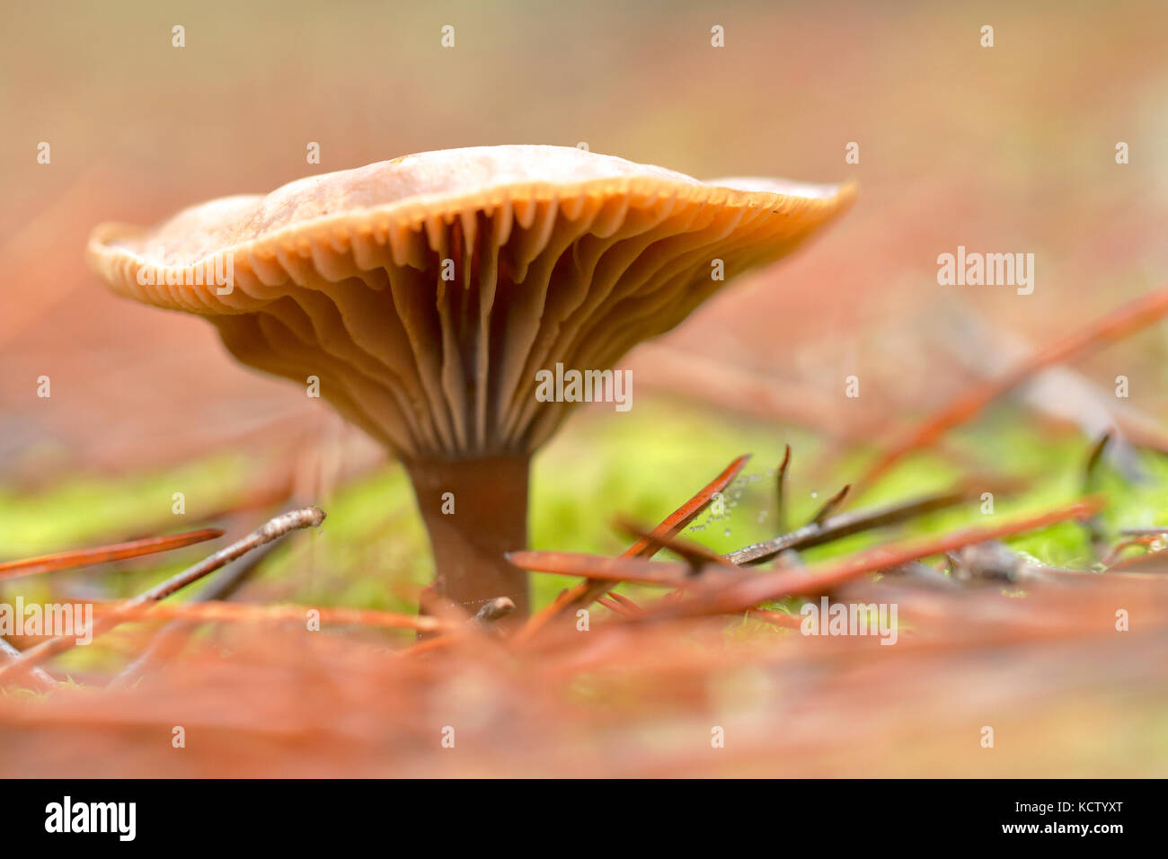 Scene di autunno di funghi e funghi tipici Foto Stock