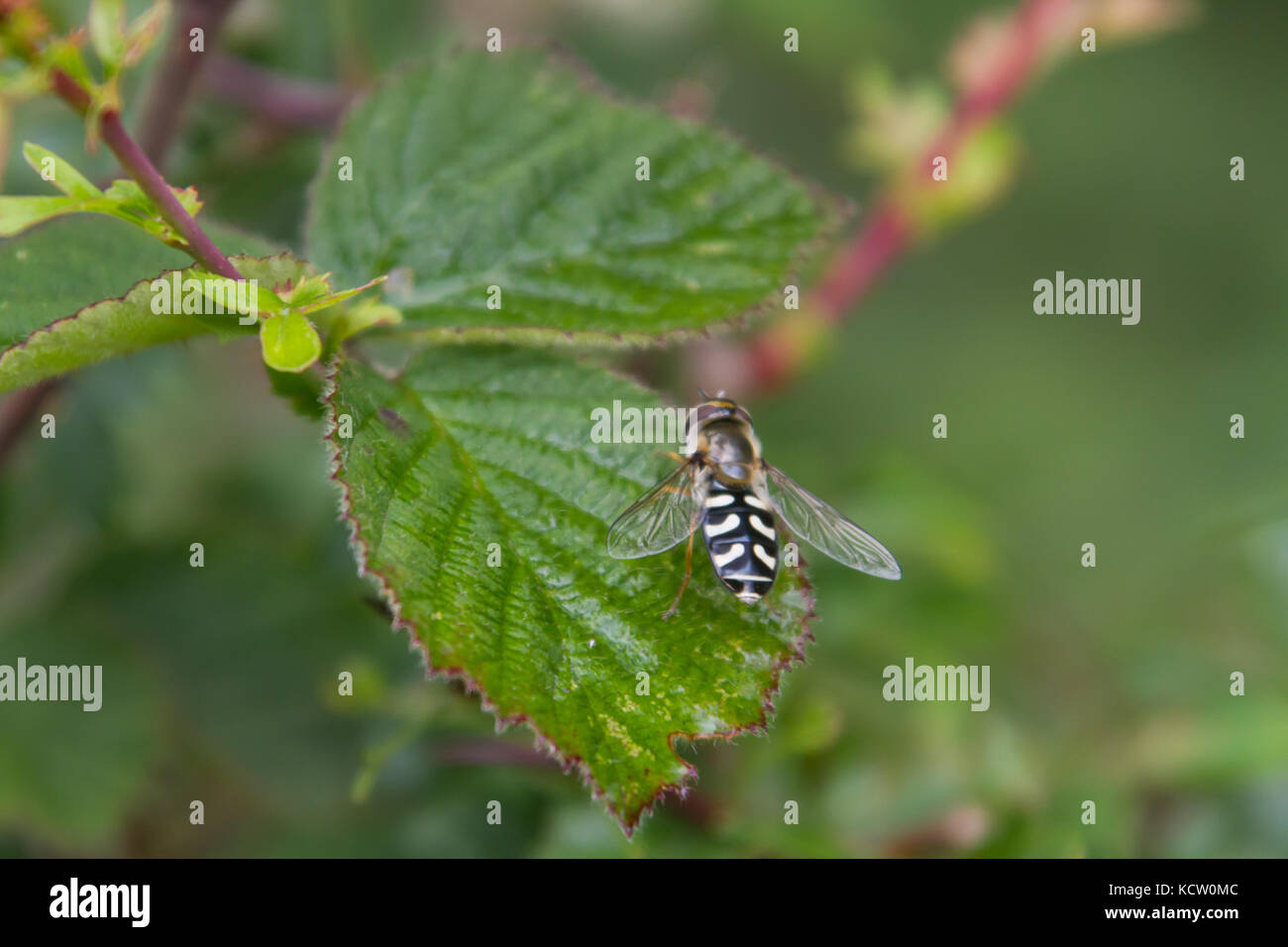 Femmina pied hoverfly (scaeva pyrastri) in appoggio su una foglia Foto Stock