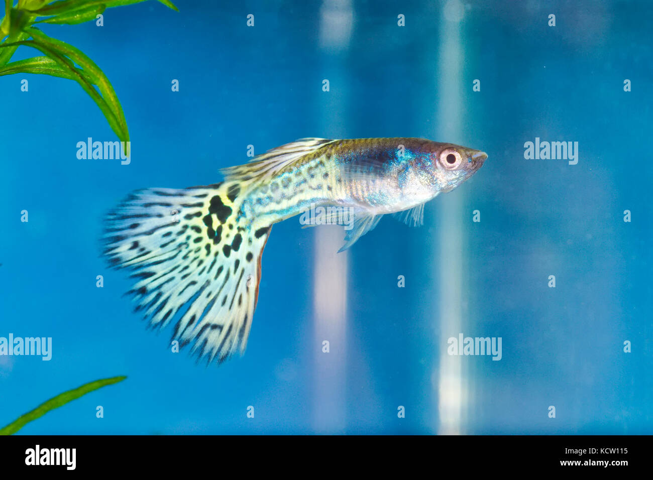 Guppy (poecilia reticulata) in un acquario con sfondo blu Foto stock - Alamy