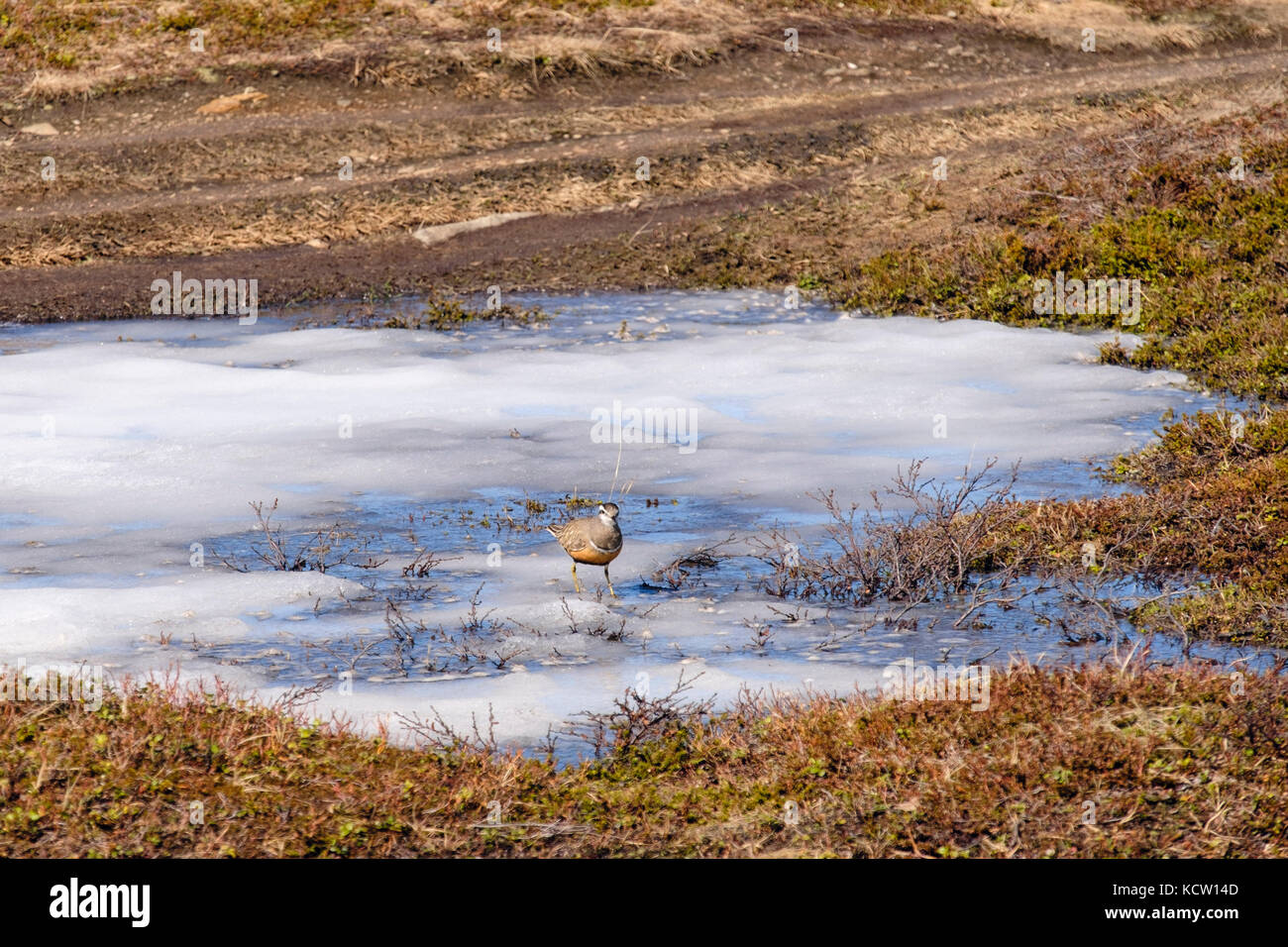 Beccaccia (Charadrius morinellus) in estate piumaggio di allevamento su un laghetto congelato nella tundra artica paesaggio sul Monte Storsteinen. Tromso, Troms, Norvegia Foto Stock