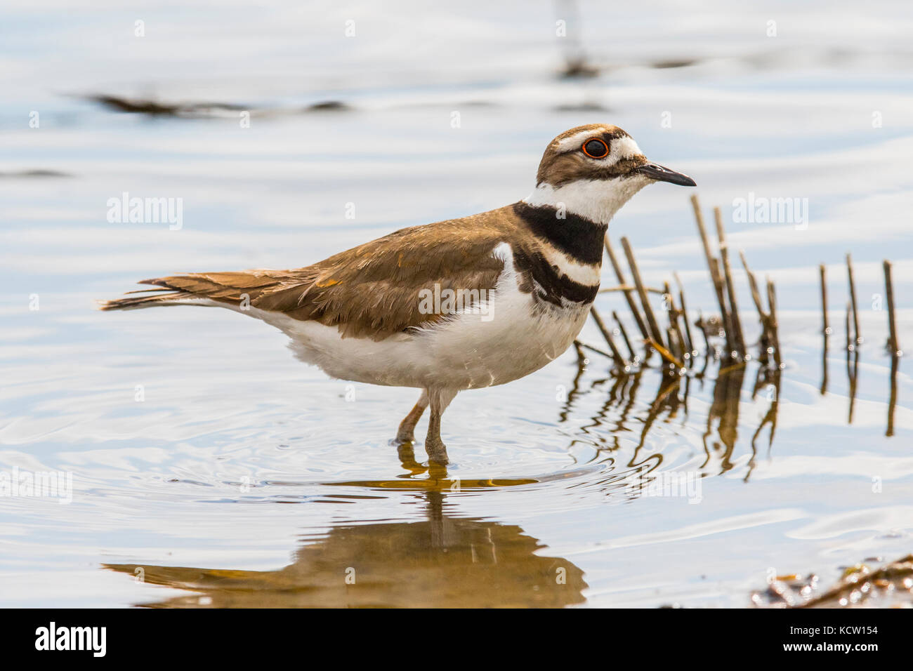 Killdeer (Charadrius vociferus) in riva al lago di erbaccia, Alberta, Canada Foto Stock