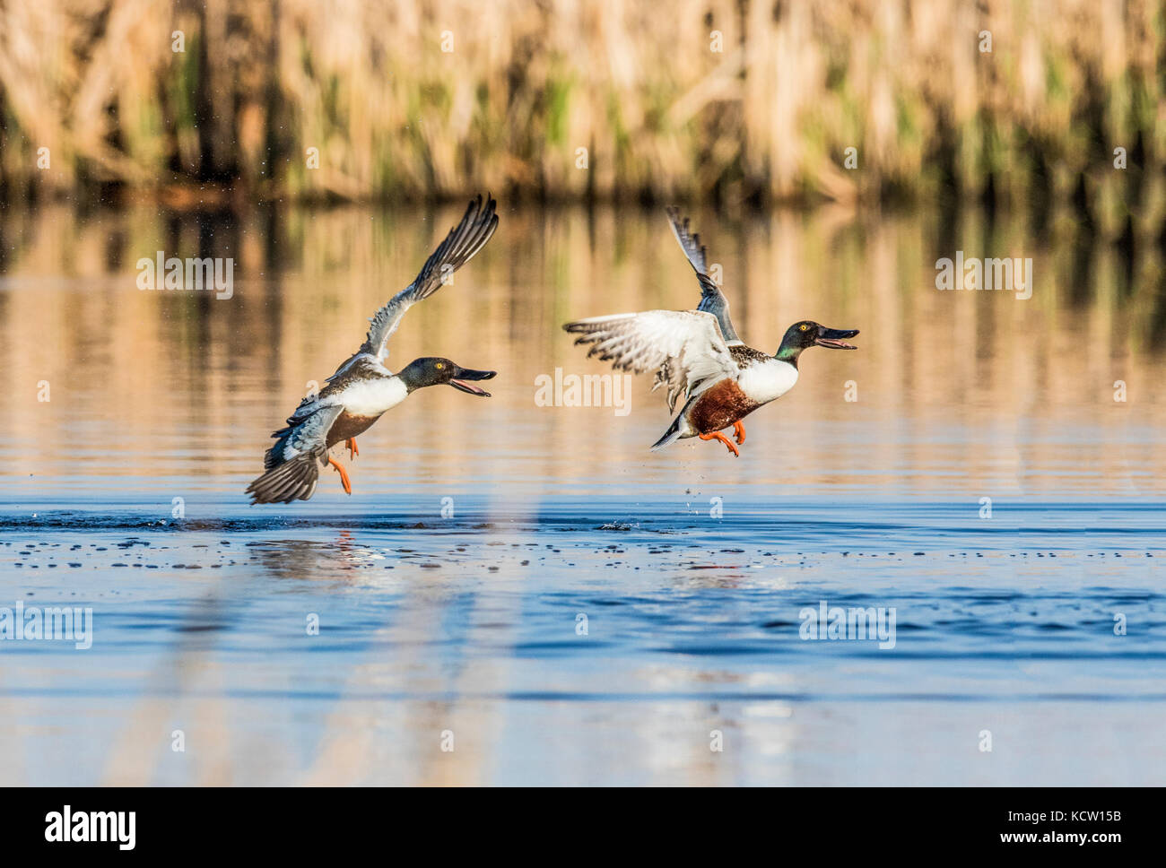 Northern mestolone maschio (Anas clypeata) Comportamento opacizzante, due maschi battaglia su femmina., su prairie slough. Frank Lago, Alberta, Canada Foto Stock