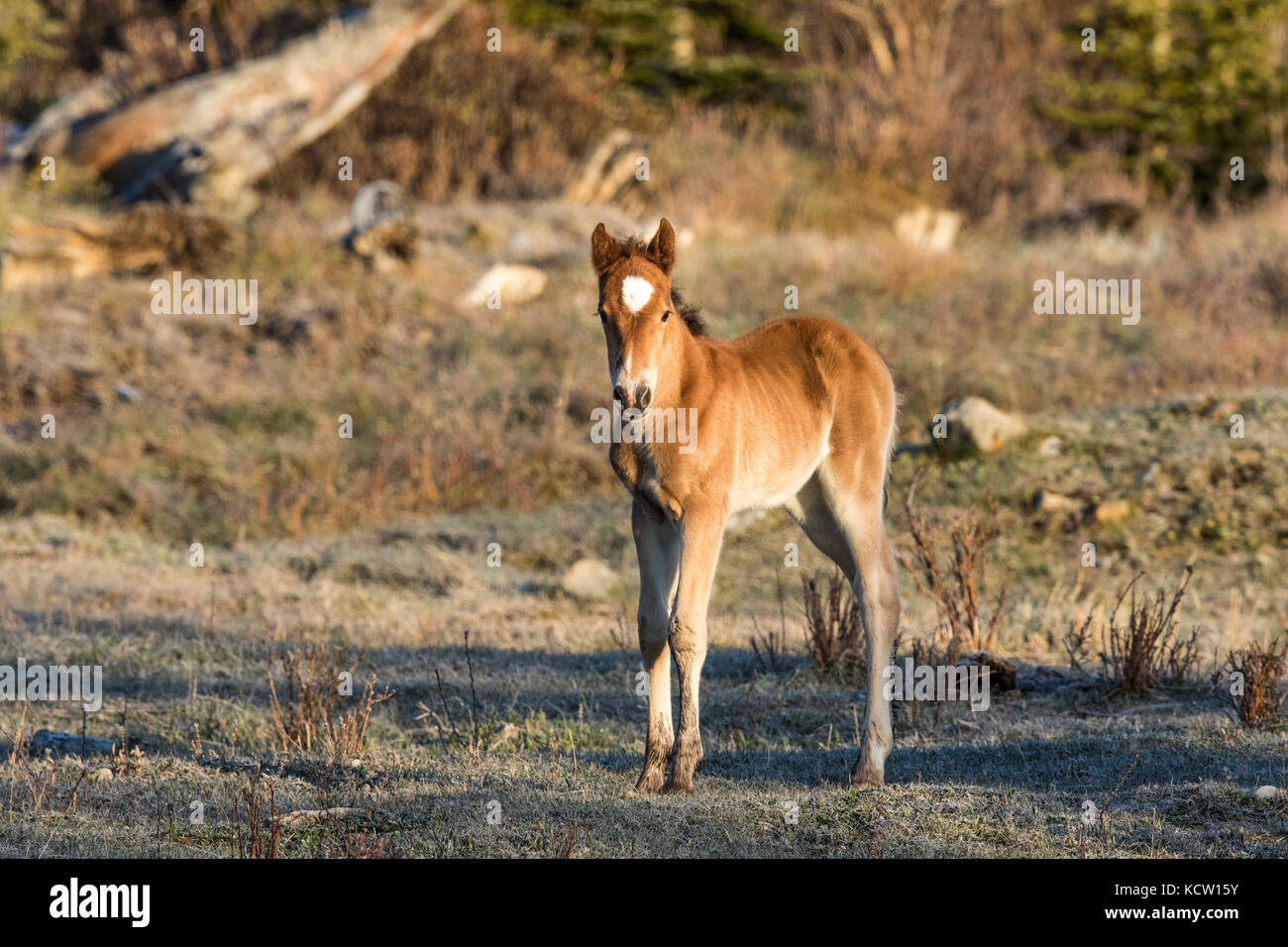 Wild Horse Colt- Feral (Equus caballus) bella, nuova colt, sensazione frisky, in Alberta pedemontana, il suo habitat naturale. Il gomito cade, Alberta, Canada Foto Stock
