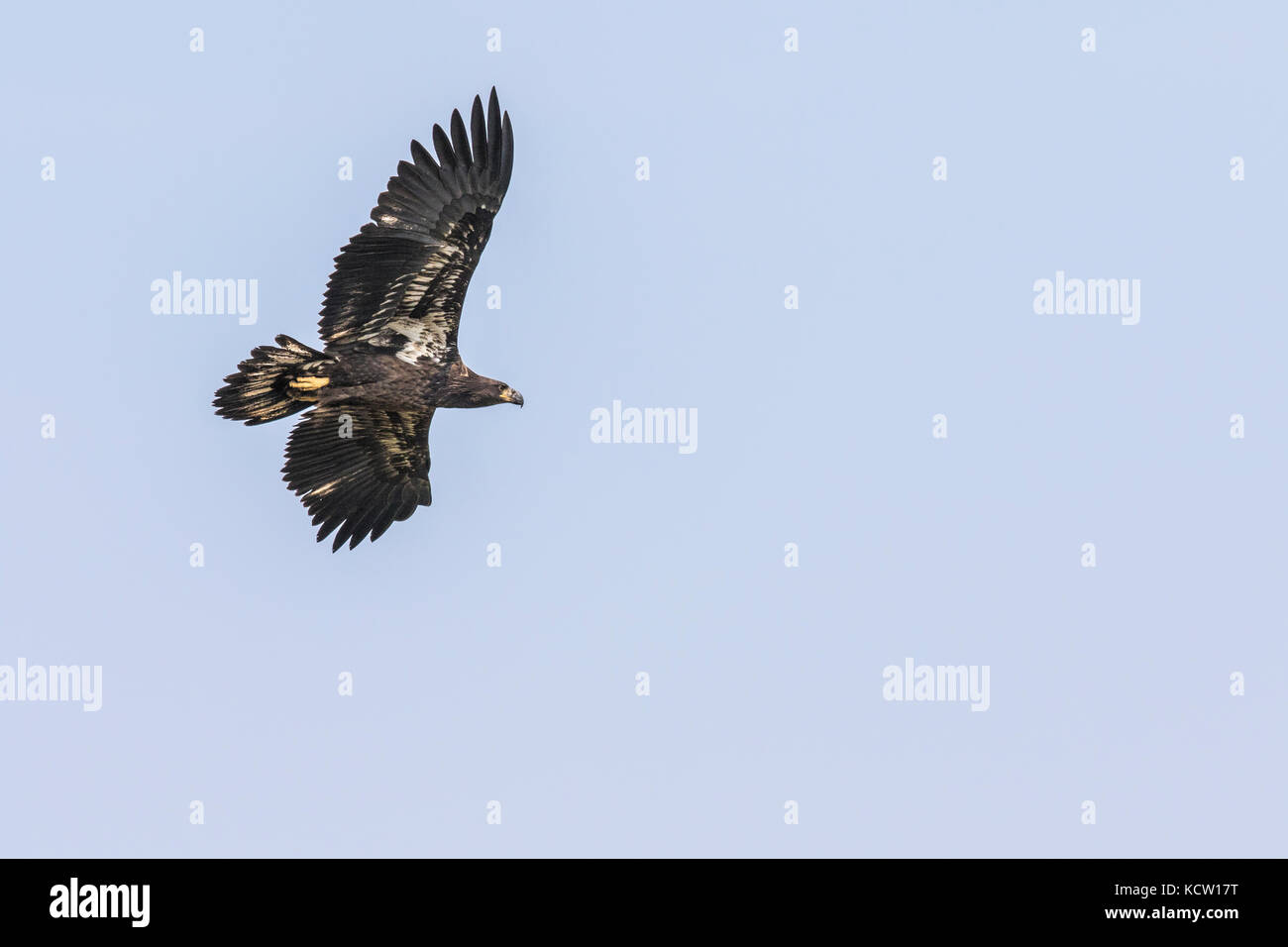 Aquila reale (Aquila chrysaetos) piena apertura alare, come aquila vola in cerca di cibo, Cranbrook, British Columbia, Canada Foto Stock