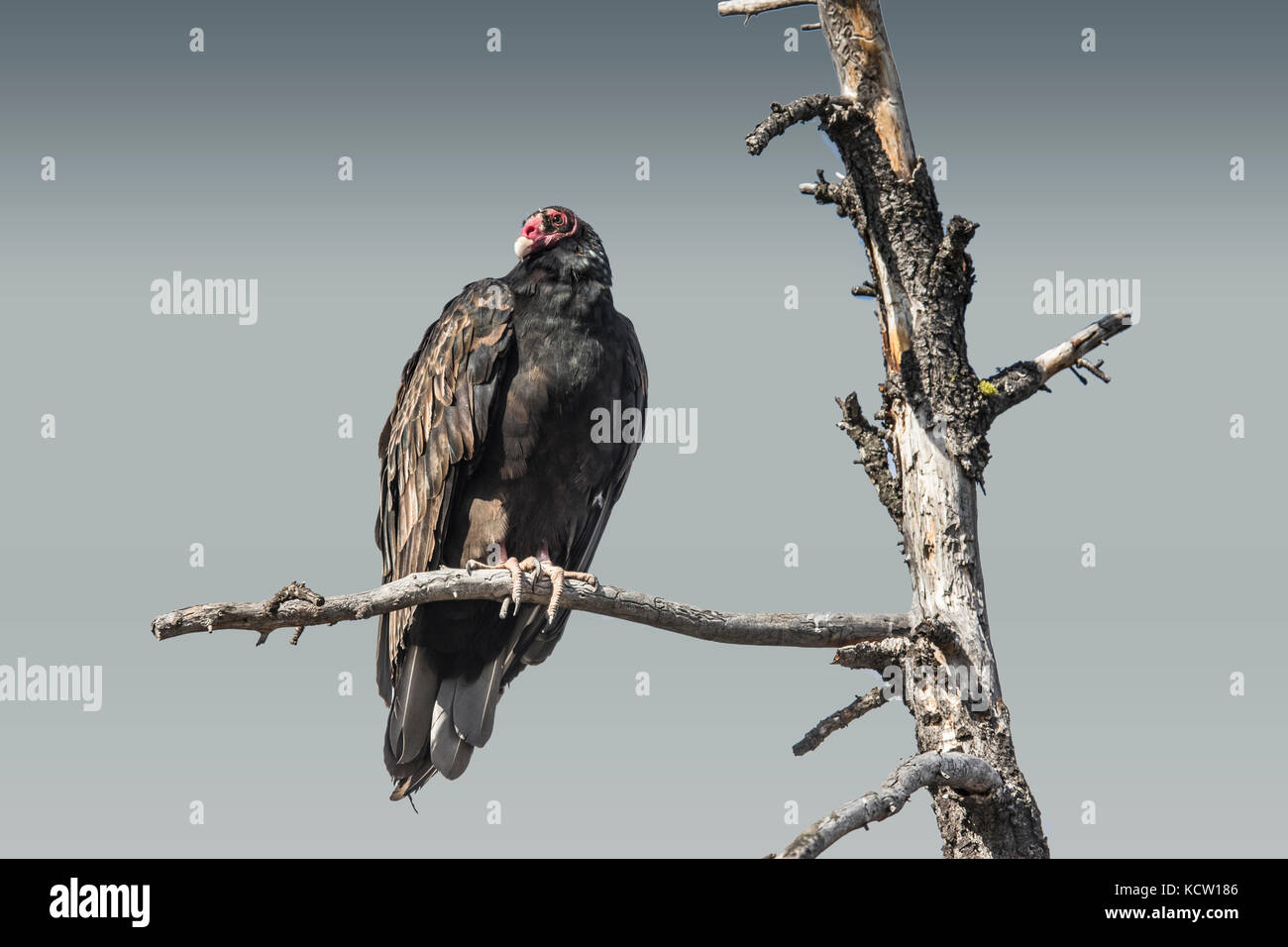 La Turchia Vulture (Cathartes aura) tacchino avvoltoio, con testa rossa, seduto su un ramo di albero di riposo. Veiw completa guardando la telecamera verso sinistra. Cranbrook, BC, Canada Foto Stock