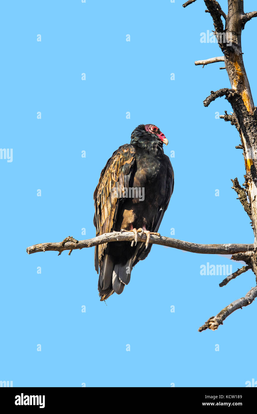La Turchia Vulture (Cathartes aura) tacchino avvoltoio, con testa rossa, seduto su un ramo di albero di riposo. Veiw completa guardando la telecamera verso destra. Cranbrook, BC, Canada Foto Stock