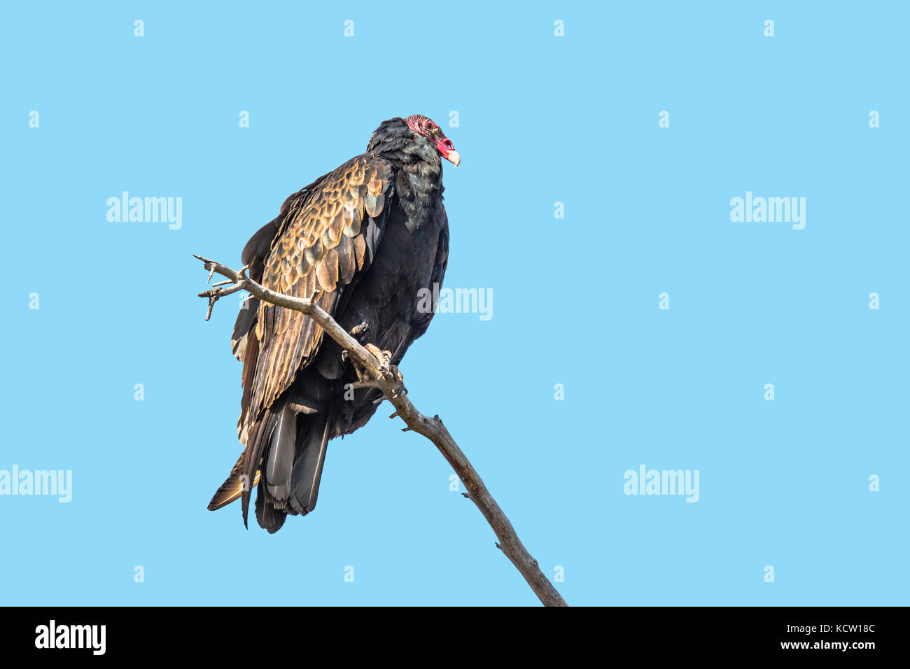 La Turchia Vulture (Cathartes aura) tacchino avvoltoio, con testa rossa, seduto su un ramo di albero di riposo. Veiw completa guardando la telecamera verso destra.Cranbrook, BC, Canada Foto Stock