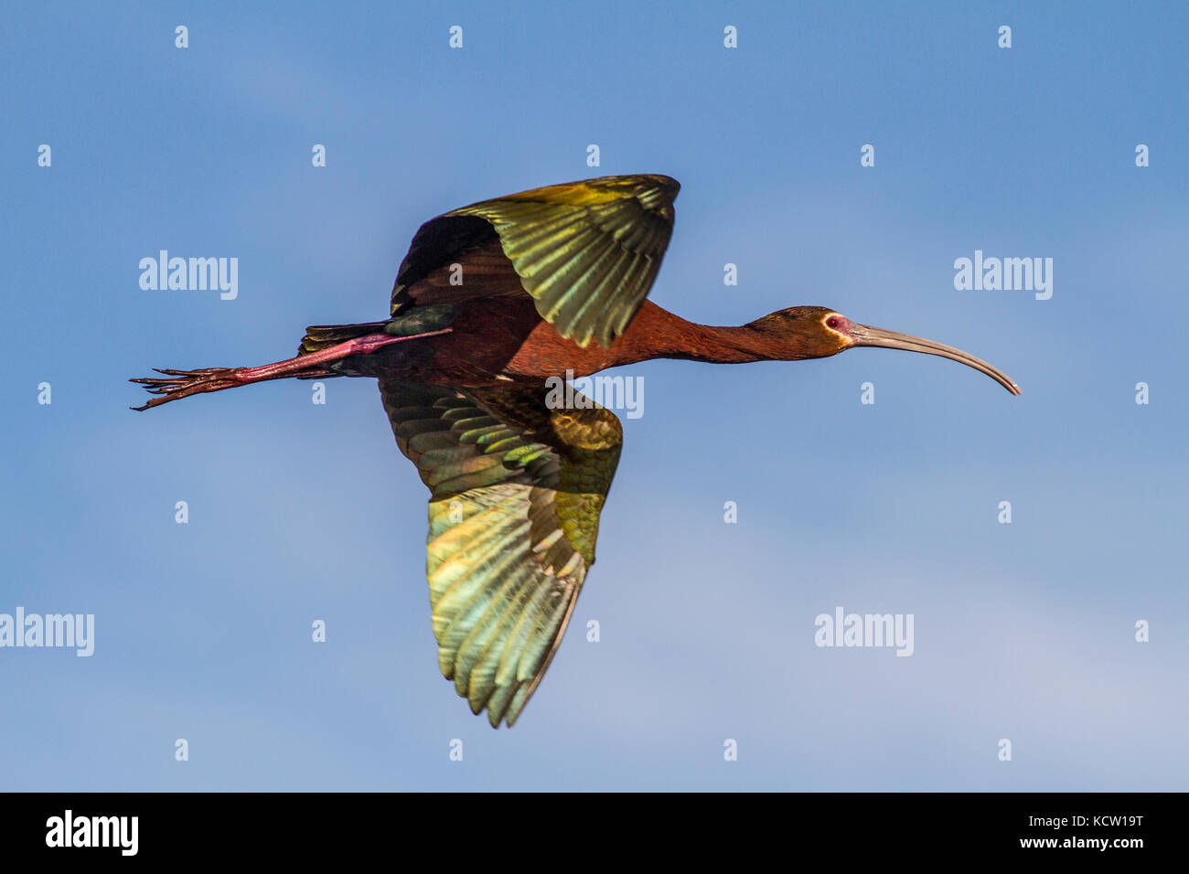 Di fronte bianco-Ibis (Plegadis chihi) catturati in volo, che mostra i suoi brillanti colori, occhi rossi e becco curvo. Frank Lago, Alberta, Canada Foto Stock