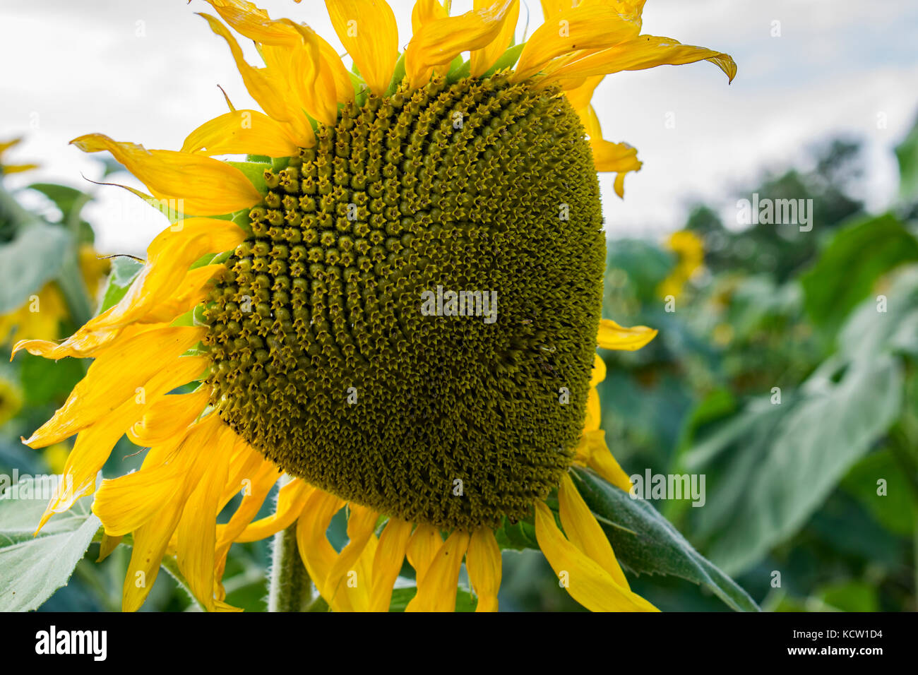 Dettaglio primo piano di Girasole contro Moody Sky Foto Stock