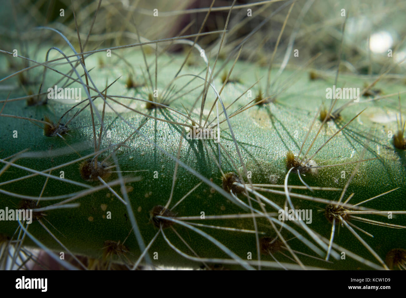 Extreme close-up di cactus verde con lunghe punte aguzze Foto Stock