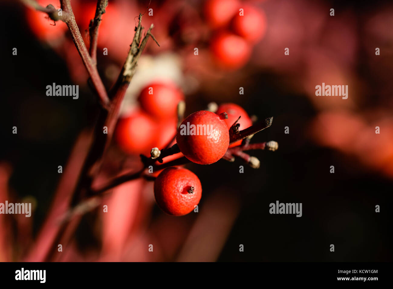 Close-up di scarlatto firethorn bacche crescente sul ramo Foto Stock