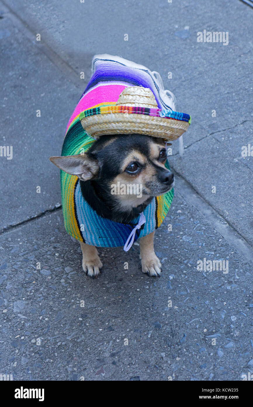 Un messicano Chihuahua cane vestito in un sombrero e coperta sulla East 14th Street in Lower Manhattan, New York City. Foto Stock