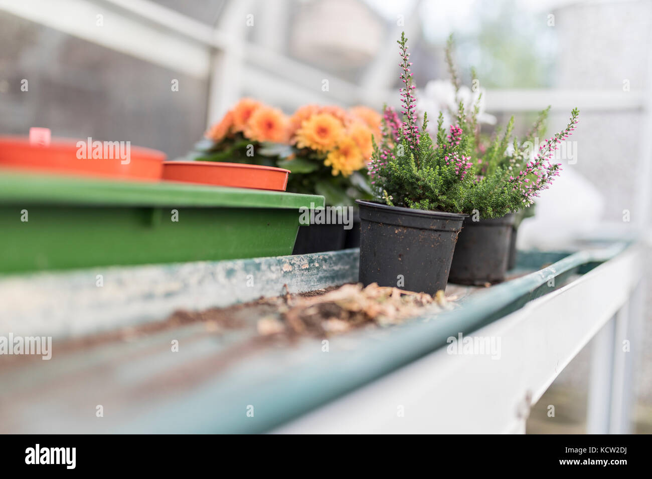 Rosa eriche e nano giallo e arancio fiori di crisantemo crescenti su base di legno in un tradizionale inglese Potting Shed o green house Foto Stock