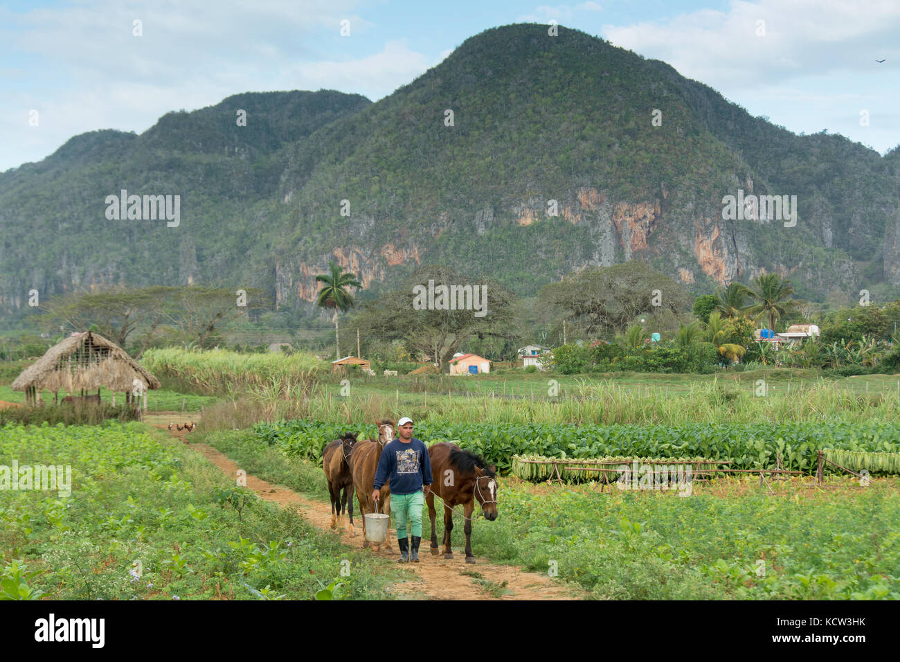 Cavallo essendo predisposta per gli ospiti a campi di tabacco, Vinales, Cuba Foto Stock