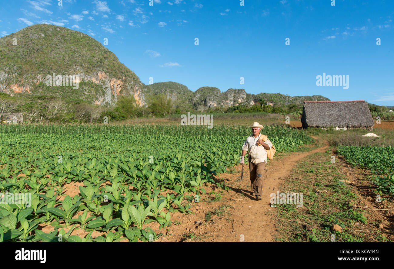 Coltivatore di tabacco e mature le piante di tabacco, Vinales, Cuba Foto Stock