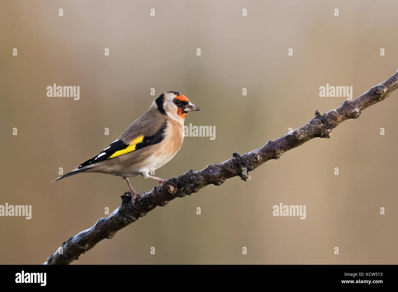 Goldifnch europea (Carduelis carduelis) sul ramo in Inghilterra, Regno Unito Foto Stock