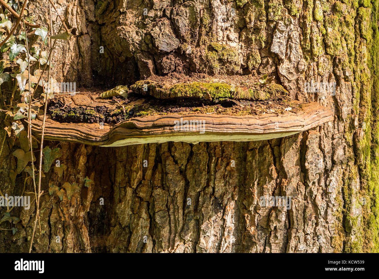 Staffa funghi su albero con verde muschio e corteccia. La consistenza e la forma che mostra la natura lavorando insieme la fornitura di abitazioni e di rifugio per la fauna selvatica e di insetti. Foto Stock