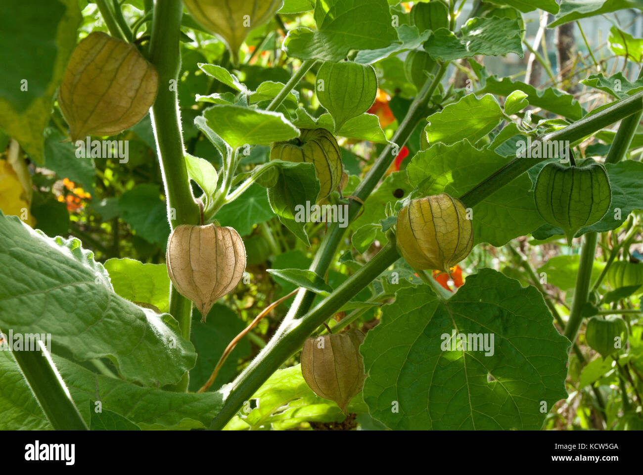 Colorful maturo physalis/ il goseberry del capo che cresce nel sole. Foto Stock